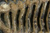 Partial Southern Mammoth Molar - Hungary #111861-5